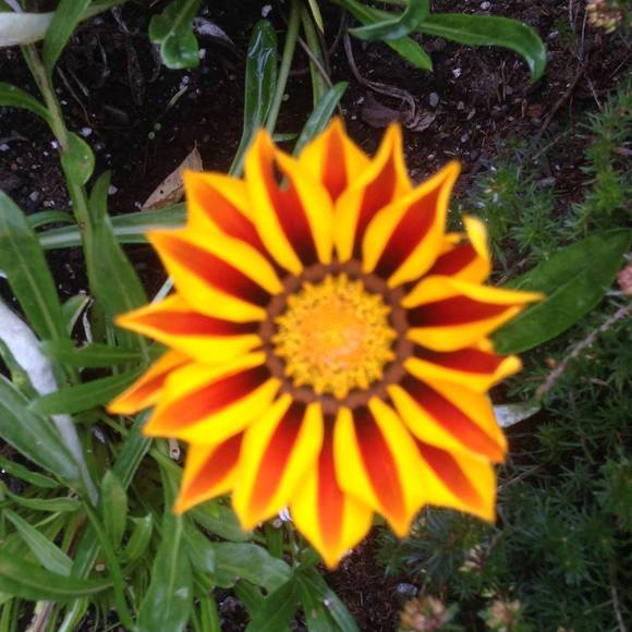 Meet your Posher, Cecelia - Picture 2 of 2